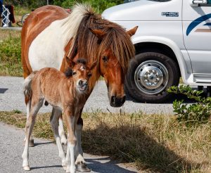 A mare and her foal come calling.