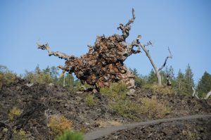 Lava Cast Forest, in Newberry National Volcanic Monument, is a rugged landscape formed by lava flows from the Newberry Volcano.