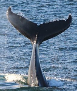Whale watching is a popular attraction for Maine visitors.