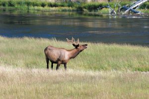Elk roam in the summer months.