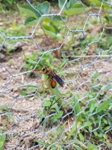 Typically, wasps and other stinging creatures only sting as a defensive measure, protecting their home or themselves.