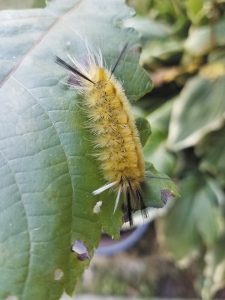 Some innocent-looking caterpillars have furry spines that sting and deliver venom into the skin, which can cause an allergic or even toxic reaction.