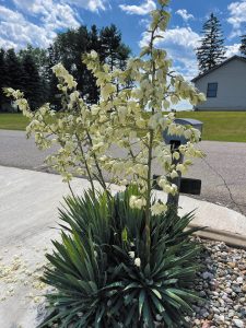This enduring yucca plant was a gift to Jon Walker from his father years ago.