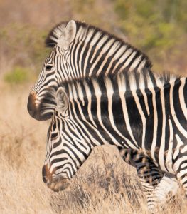 Peggy and Tom Podolec celebrated their 50th anniversary with an African safari, which provided literally thousands of photo opportunities for Peggy, including these zebras.