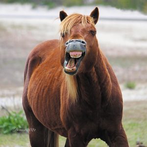 Denise Sinclair encountered a stallion showing his not-so-pearly whites during her visit to Assateague Island National Seashore, home to wild horses. 