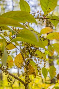 Unlike other species of sumacs, poison sumac is highly toxic; it can be identified by hanging clusters of berries.