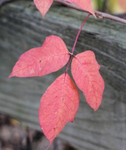 Poison ivy leaves can turn red in spring and in fall.
