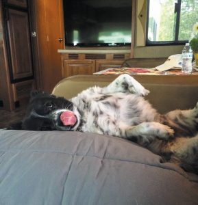 Sandy and David Gellatly’s dog Gabi is caught “ruffing it smoothly” in the family’s Tiffin Allegro Bus motorhome.