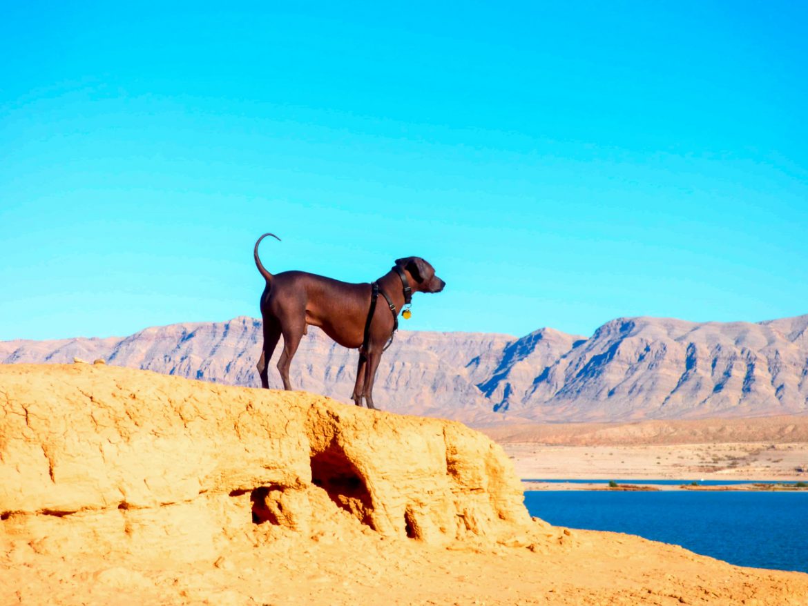 Calming Your Canine