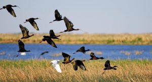 Millions of birds migrate through the Cheyenne Bottoms Wildlife Area, along the Wetlands & Wildlife National Scenic Byway.