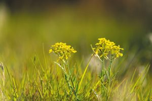 Wildflowers adorn the Land & Sky Scenic Byway.