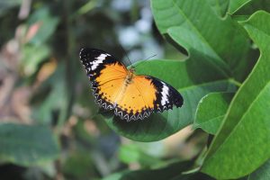 Butterflies from around the world, including the Asian malay lacewing, inhabit Butterfly Wonderland in Scottsdale, Arizona.