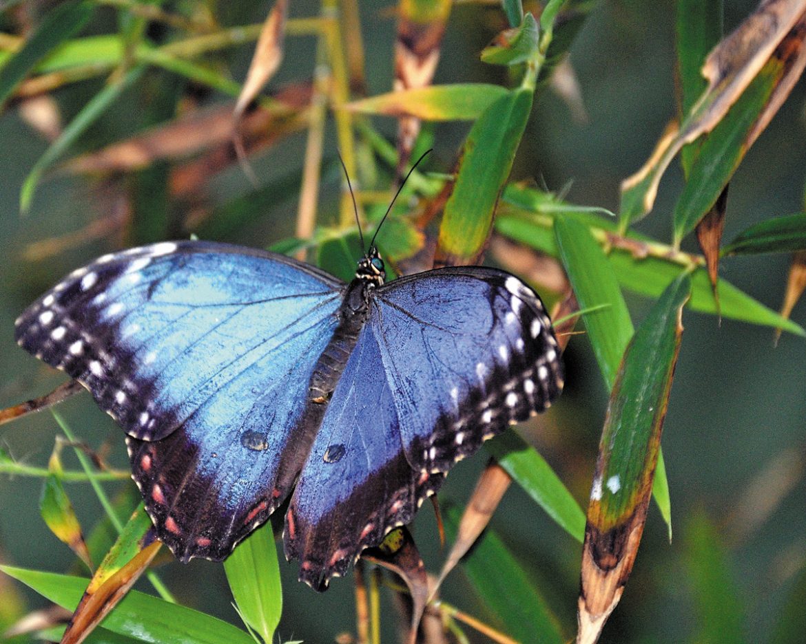 Magical Butterfly Wonderland