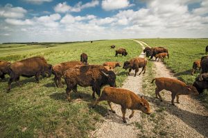 Bison roam in Maxwell Wildlife Refuge, accessible via the Prairie Trail Scenic Byway.