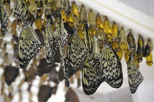 Paper kite butterflies emerge from their chrysalises in the Butterfly Emergence Gallery.