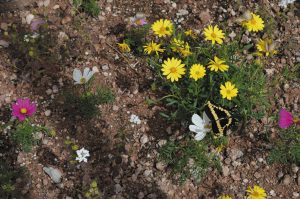 Spring blooms and a butterfly at the Desert Botanical Garden in Phoenix.
