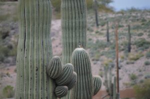 Cactus wren atop a cactus