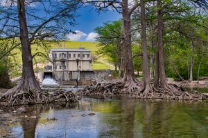 Cypress trees cling to the bank along the Guadalupe River.