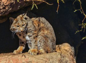 Bobcats can be seen at the Arizona-Sonora Desert Museum.