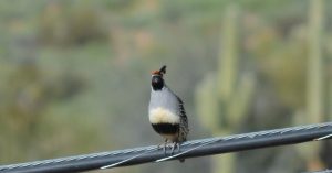 Gambel's quail