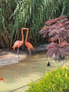 Sher Hiner photographed these canoodling flamingos at the ABQ BioPark Zoo in Albuquerque, New Mexico. 