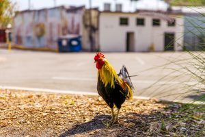 Wild chickens roam the streets of Ybor City.
