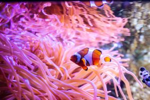 Popular attractions include the Florida Aquarium.