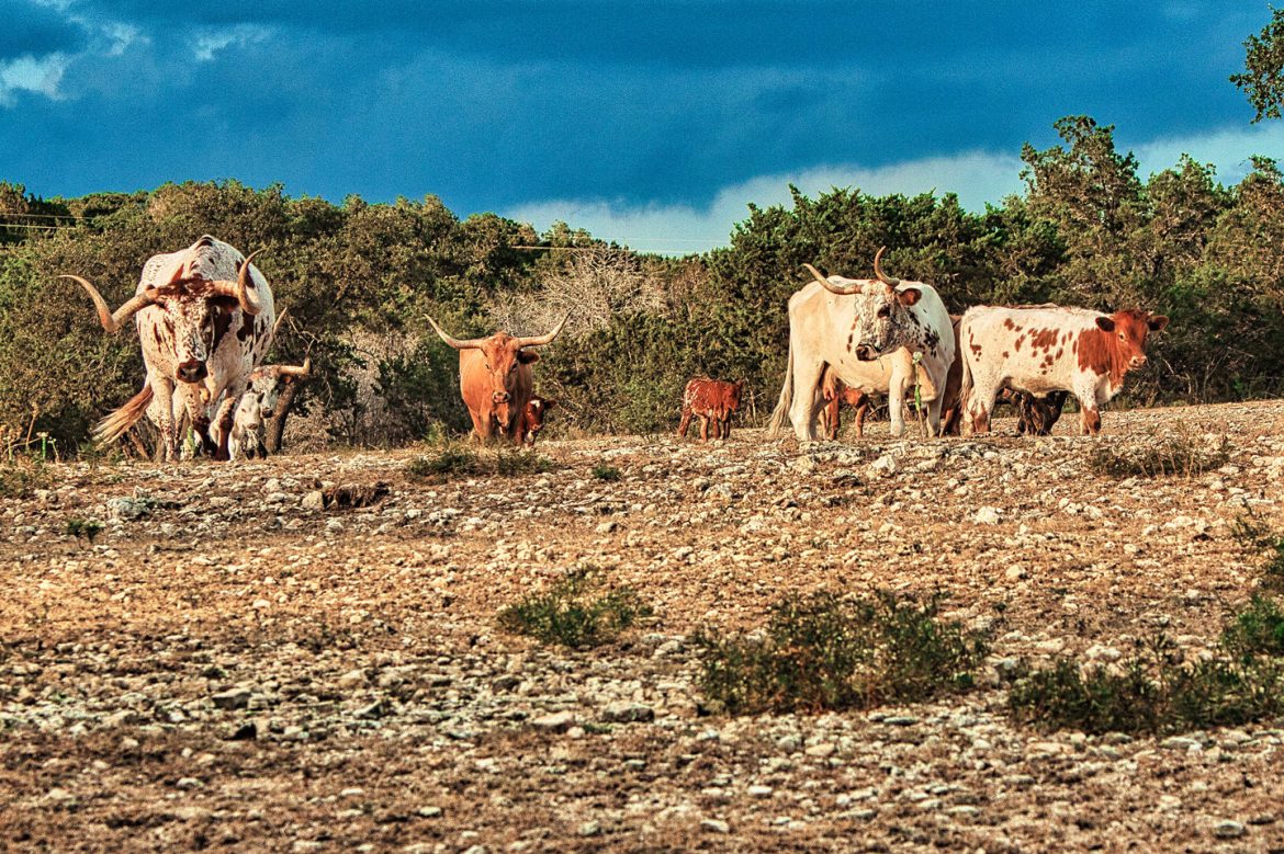 Texas Hill Country Sampler