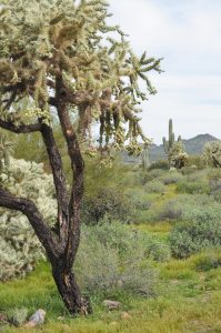 Trails in Lost Dutchman State Park lead to the Superstition Mountains wilderness and Tonto National Forest.