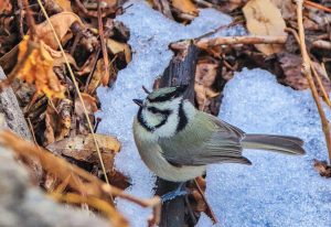 Bridled titmouse spotted in Madera Canyon