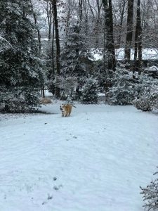 Mutt Mulligan, rescue pet and official “spokesdog” for the TurfMutt Foundation, loves the snow and encourages everyone to spend time outdoors, even in wintertime.