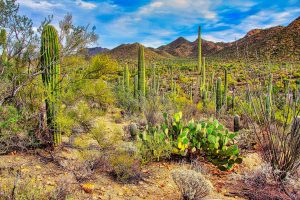 Prickly pear and cholla cacti seen alongside the giant saguaros in Arizona’s Saguaro National Park.