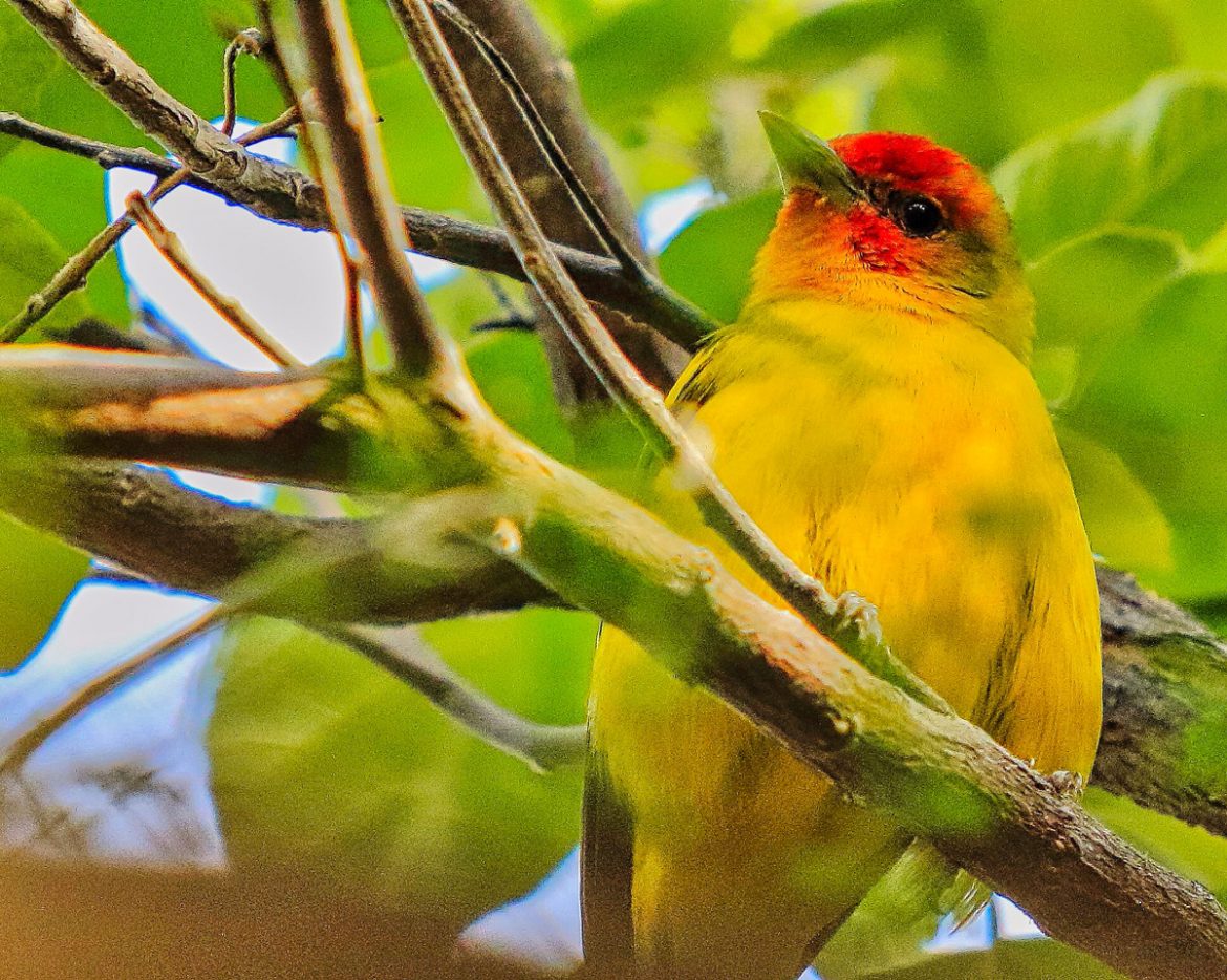 Tucson Is For The Bird(er)s