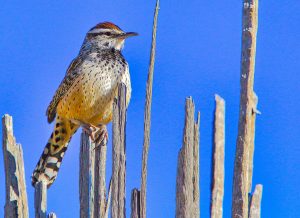 Cactus wren