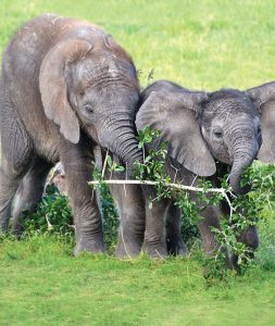 ZooTampa at Lowry Park.
