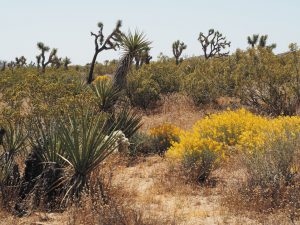 The oddly compelling Joshua tree, the park’s namesake, brings drama to the landscape.