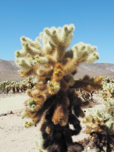 The Cholla Cactus Garden reveals a broad expanse of teddy bear cholla along a flat loop trail.