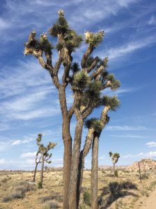The park’s Joshua trees may loom more than 45 feet tall.