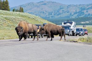 Bison and other wild creatures stroll the park freely, which can result in traffic tie-ups.