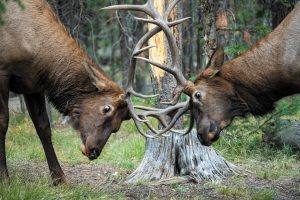 Watching this confrontation in Yellowstone  National Park’s Bridgea Bay Campground, Jack Rigby advised, “Keep a tree or picnic table between you and the elk.” 