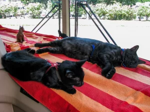Samantha, left, and Shadow are the picture of relaxation on the Woodsons’ motorhome dash.