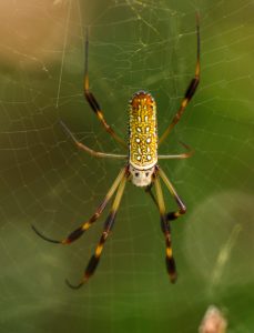 James Fenn saw a banana spider on its web at Suwannee River State Park in Florida.