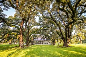 Centuries-old live oaks shade the Oakland Plantation house in Louisiana’s Cane River region.
