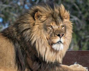 The couple caught this lion at Out of Africa Wildlife Park in Arizona.