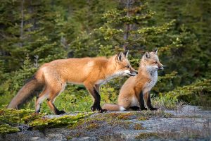 The Ambrosinos photographed red foxes while camping in Newfoundland.
