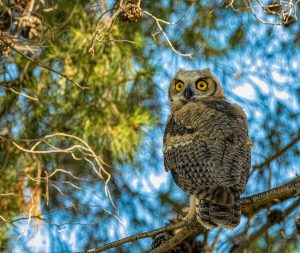 The Ambrosinos have taken thousands of wildlife photos, such as this great horned owlet in Arizona.