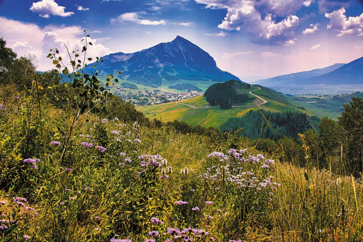 Wildflower Paradise