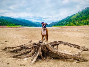 Martha Hadley and her daughter made a late summer trek to Lemon Reservoir, near Durango, Colorado, and discovered the water had receded. Here, Zoey the boxer poses for a photo on the sandy bottom.