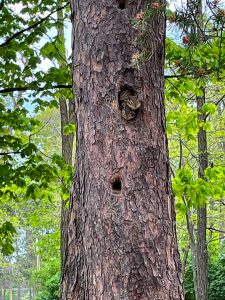 A trio of tree inhabitants gazed out at Steve Repola during his June 2021 visit to Marquette Tourist Park in Marquette, Michigan.