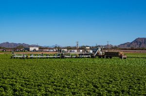 If you drive through Yuma during the fall, winter, or spring, you’ll likely see fields full of lettuce and other leafy greens. 